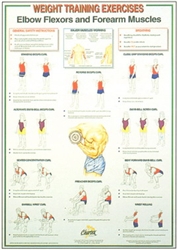 Elbow Flexors and Forearm Muscles Chart