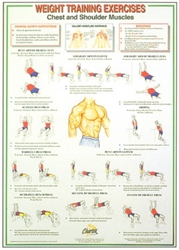 Chest and Shoulder Muscles Chart