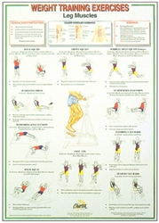 Leg Muscles Chart