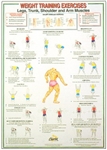 Legs, Trunk, Shoulder and Arm Muscles Chart